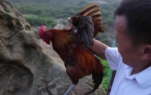 国产老鸡露脸视频,揭秘神秘幕后故事  第2张