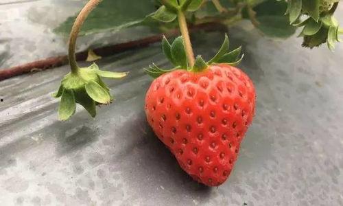 草莓国产视频,探寻本土草莓种植的魅力与风采  第3张