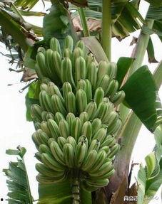 大香蕉国产成人,揭秘国内成人影视产业的崛起与挑战  第3张