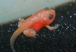 蝌蚪国产,揭开神秘国度的神秘面纱 第3张 蝌蚪国产,揭开神秘国度的神秘面纱 第3张